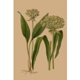 Card - Green Plant With Roots by Studio Nuovo