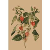 Card - Chinese Lantern by Studio Nuovo