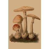 Card - Mushrooms by Studio Nuovo