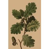 Card - Acorns & Leaves by Studio Nuovo
