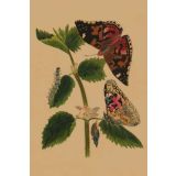 Card - Rainbows Butterflies by Studio Nuovo