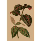 Card - Pink Eranthemum by Studio Nuovo