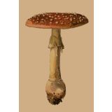 Card - Solo Mushroom by Studio Nuovo