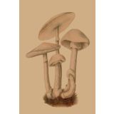 Card - Light Mushrooms by Studio Nuovo