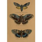 Card - Three Butterflies by Studio Nuovo