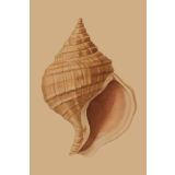 Card - Shell by Studio Nuovo