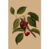 Card - Bright Red Cherries by Studio Nuovo
