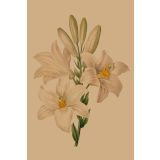 Card - White Lilies by Studio Nuovo