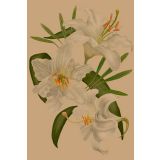 Card - White Lilies & Leaves by Studio Nuovo