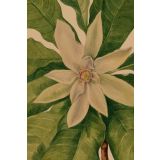 Card - White Magnolia by Studio Nuovo