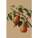 Card - Two's A Pear by Studio Nuovo