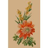 Card - Peach & Yellow Flowers by Studio Nuovo