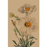 Card - White Poppies by Studio Nuovo