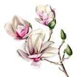 Card - Hanrie - 100mm x 100mm