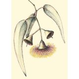 Card - Silver Princess Gum by Kylie Sirett