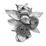 Card - Maxine Clarke - 100mm x 100mm