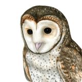 Card - Maxine Clarke - 140mm x 140mm