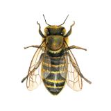 Card - Maxine Hamilton - 140mm x 140mm