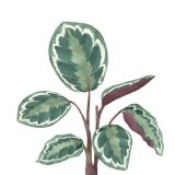 Card - Small Square Cards - 100mm x 100mm