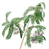 Card - Small Square Cards - 100mm x 100mm