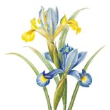 Card - Small Square Cards - 100mm x 100mm