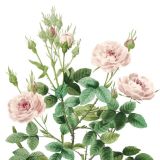 Card - Small Square Cards - 100mm x 100mm