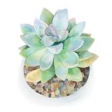 Card - Small Square Cards - 100mm x 100mm